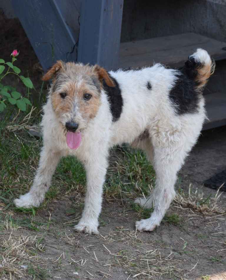 PŁOMYK foxterier szuka domu Opole - zdjęcie 6