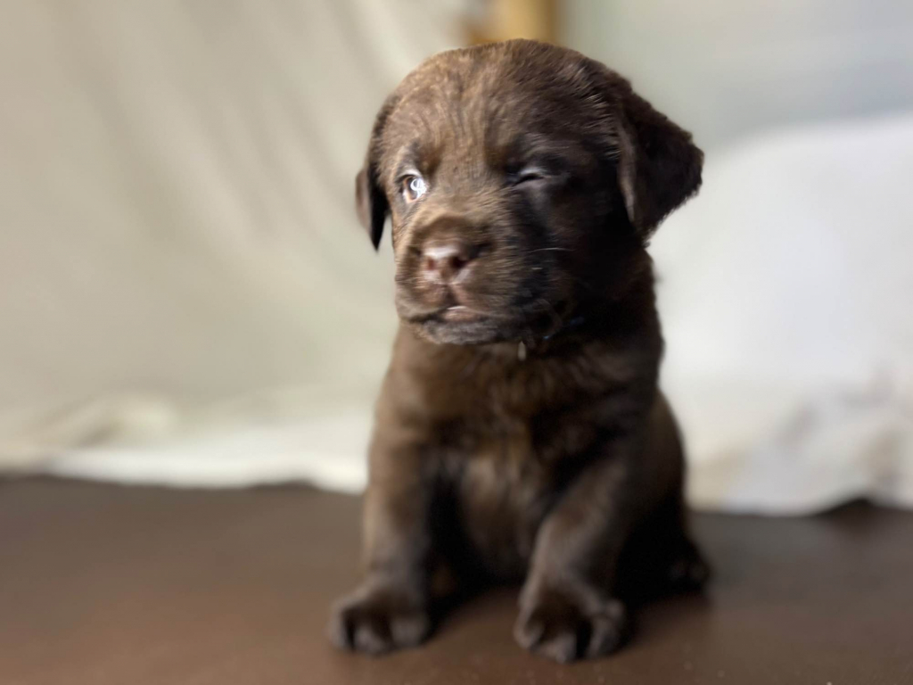 Labrador czekoladowy szczenię Bogumiłowice - zdjęcie 1