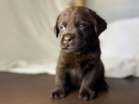 Labrador czekoladowy szczenię