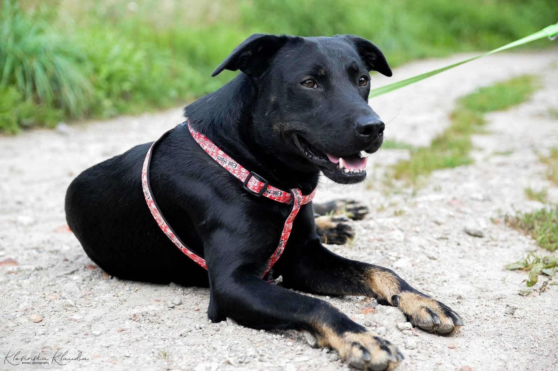 Bambo - wesoły, pełen życia, grzeczny psiak! Olsztyn - zdjęcie 6