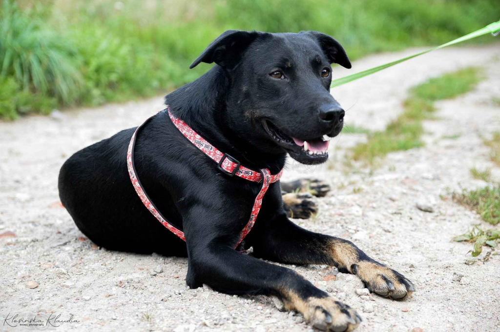 Bambo - wesoły, pełen życia, grzeczny psiak! Olsztyn - zdjęcie 6