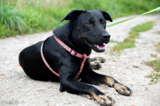 Bambo - wesoły, pełen życia, grzeczny psiak! Olsztyn - zdjęcie 6