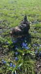 Yorkshire terrier Miniaturka samiec Bydgoszcz - zdjęcie 5