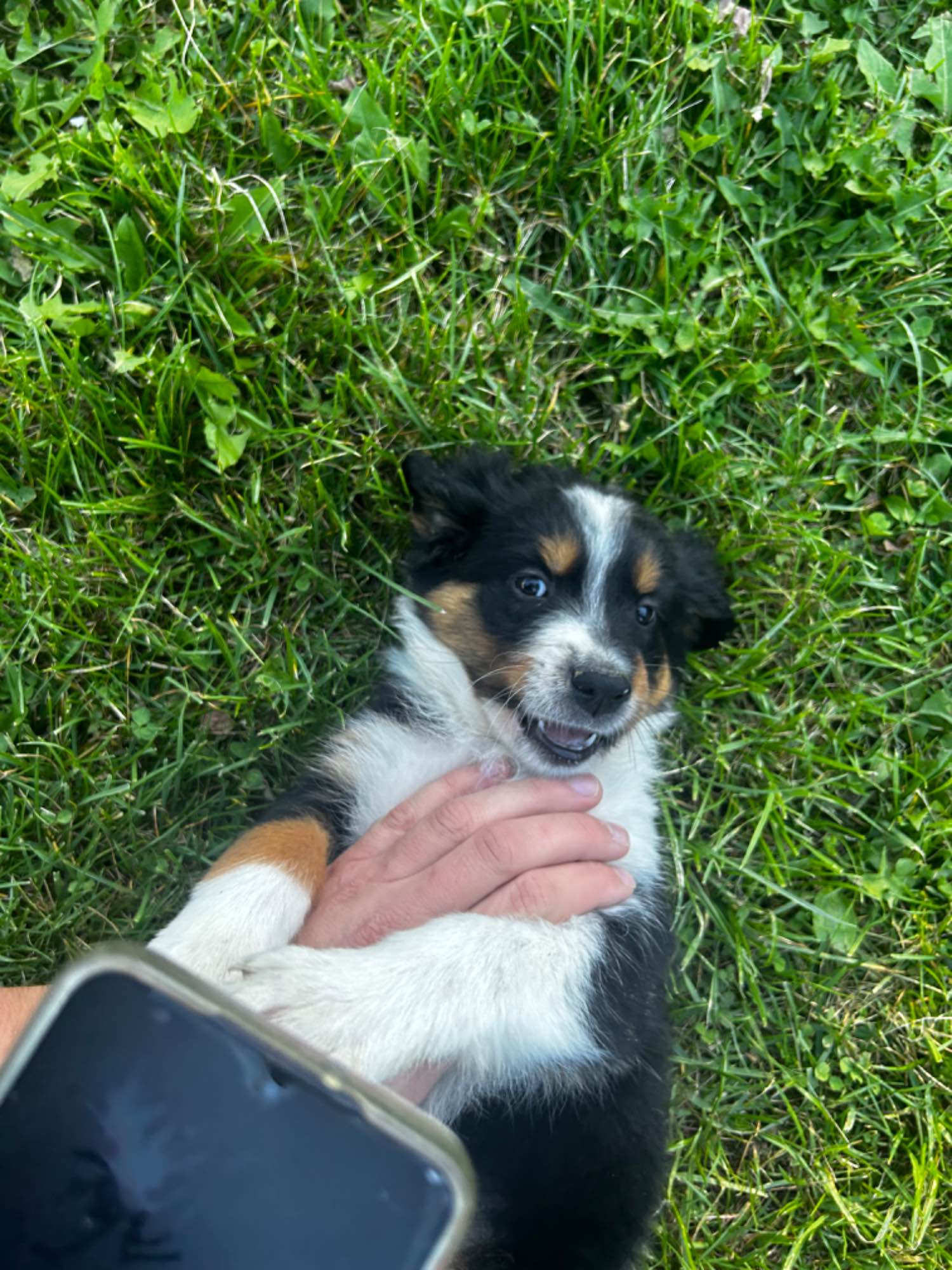 Pieski border collie Nowy Sącz - zdjęcie 6