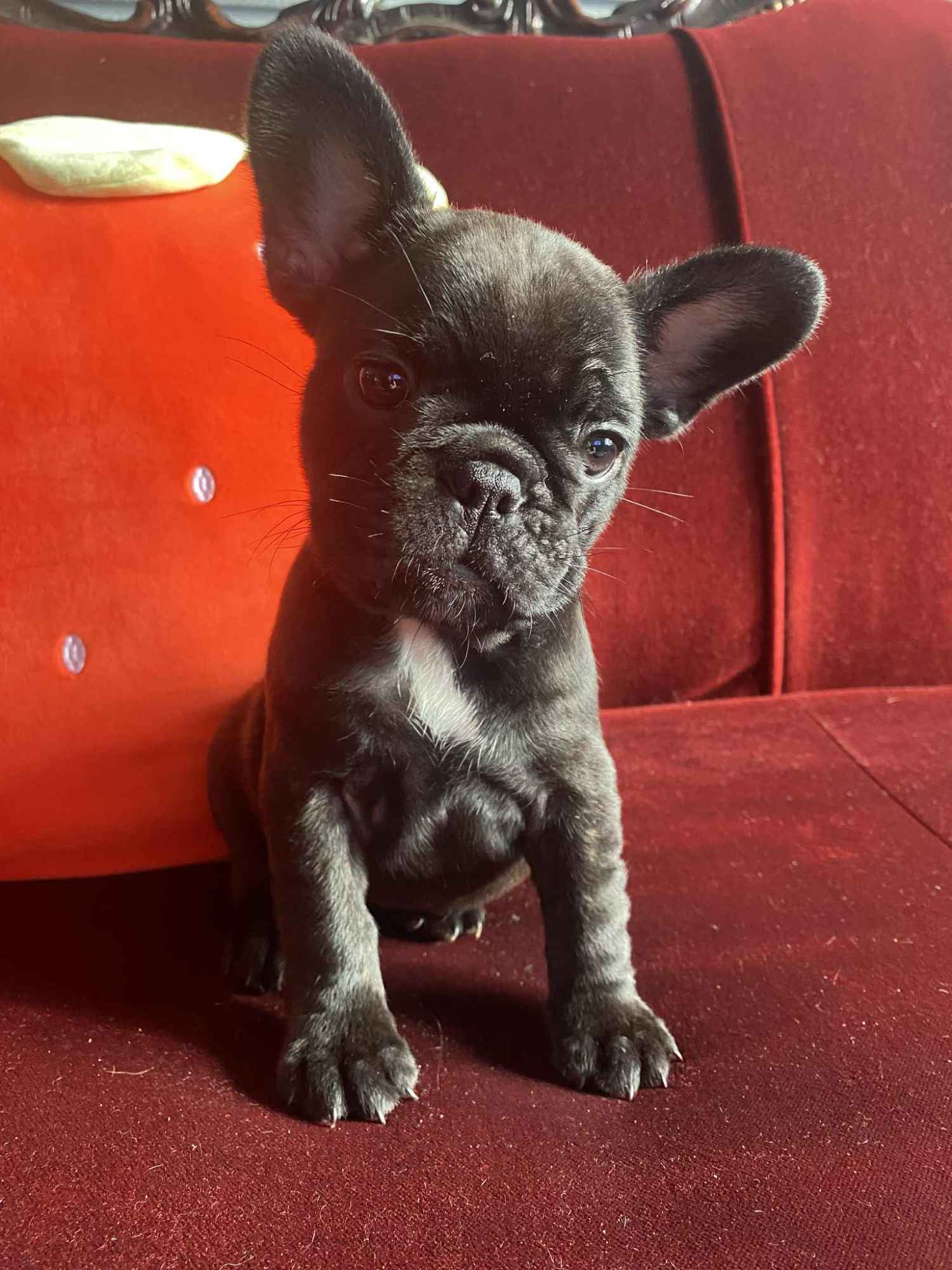 Buldog Francuski Celestynów - zdjęcie 1