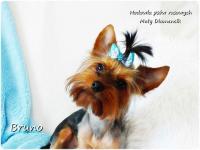 Yorkshire Terrier piesek York Bruno szczeniaczek 7-miesięcy Rodowód Żary - zdjęcie 4