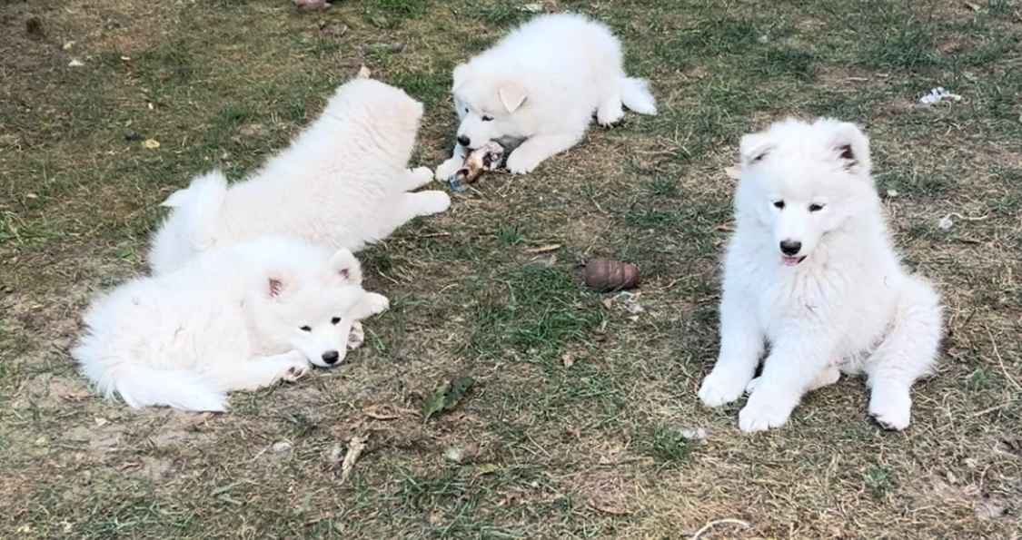 Samoyed / Samojed szczeniak Jasionka - zdjęcie 6