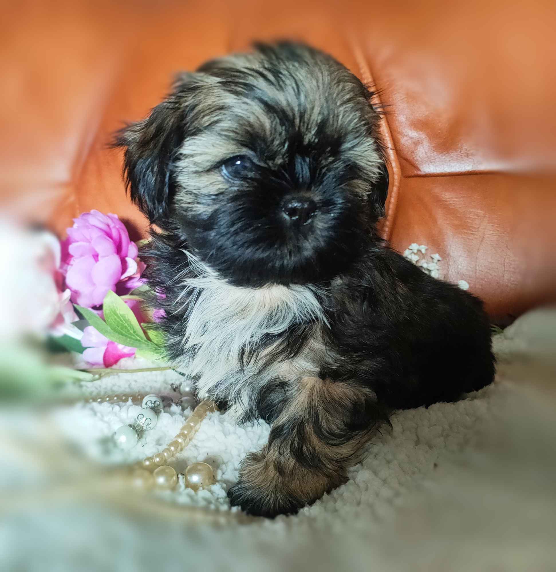 Shih tzu rasowe szczenięta Wałbrzych - zdjęcie 2