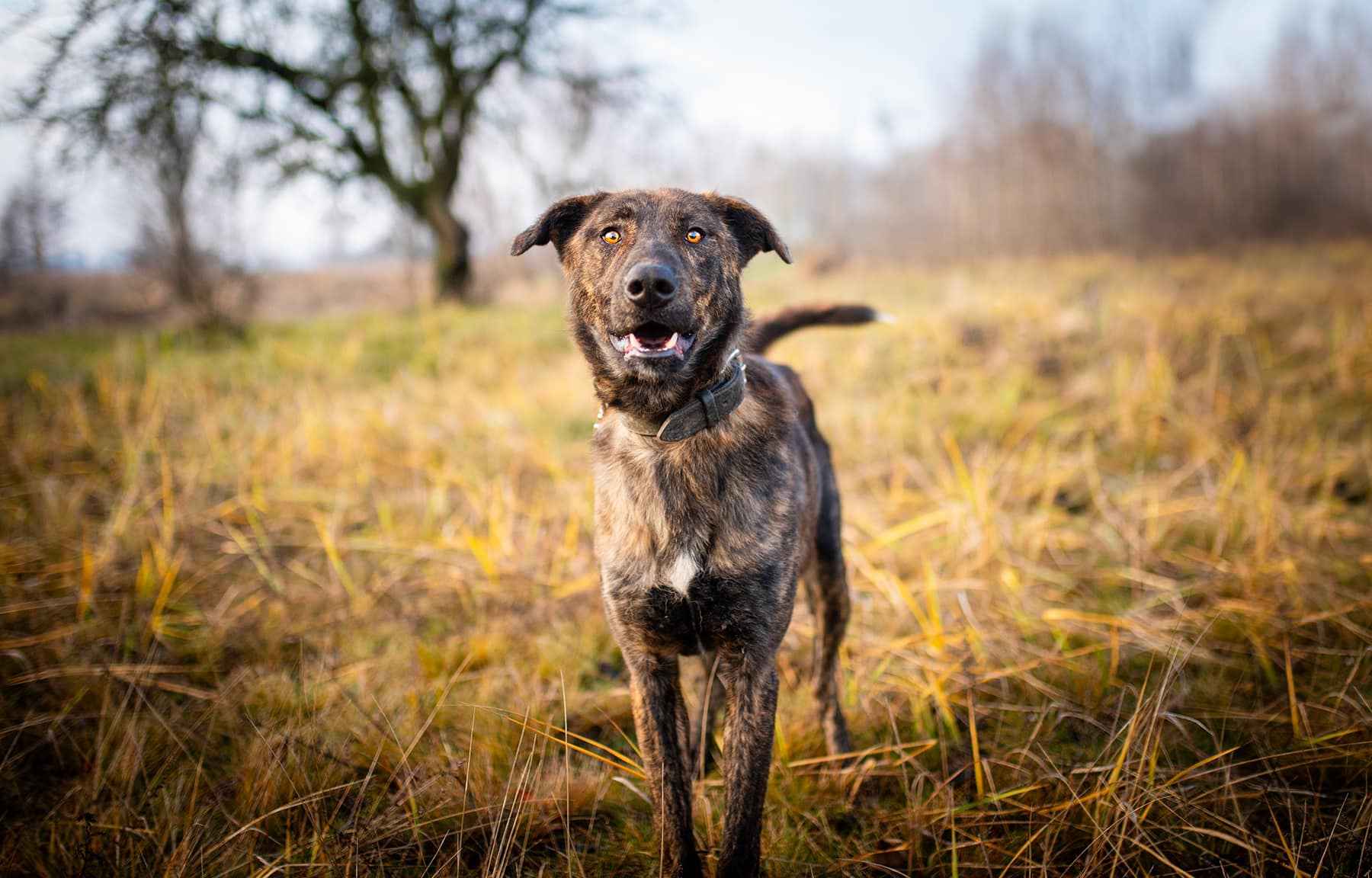 Blum - młody, wychowany z dziećmi, aktywny psiak! Olsztyn - zdjęcie 4