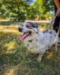 Mały, ciekawski piesek w typie corgi na tropie domu! ;) Górna - zdjęcie 7