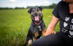 Gucio - młody, niekonfliktowy, wychowany psiak!