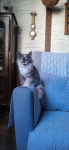 Maine Coon niebieska kotka. Gliwice - zdjęcie 4