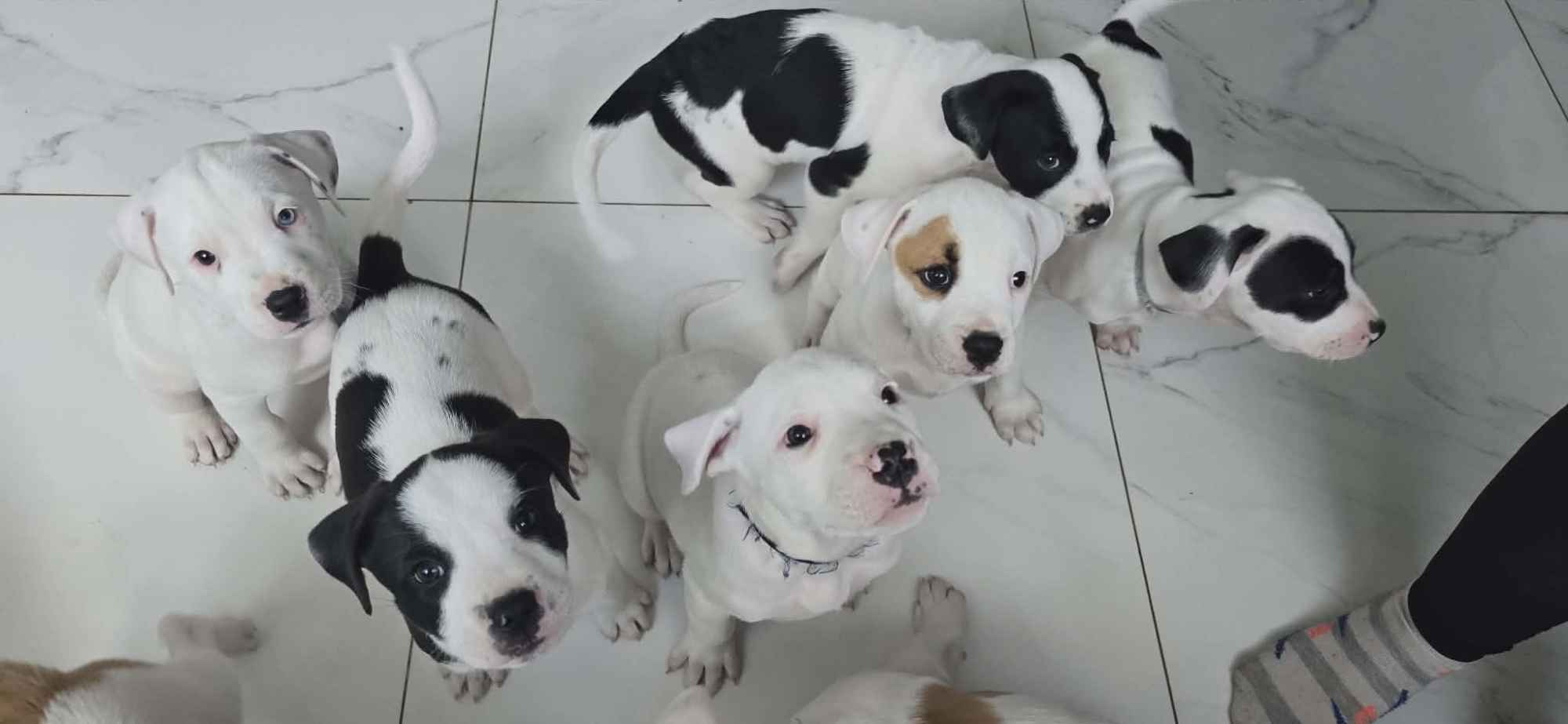 Szczeniaki amstaff Oleksów - zdjęcie 1