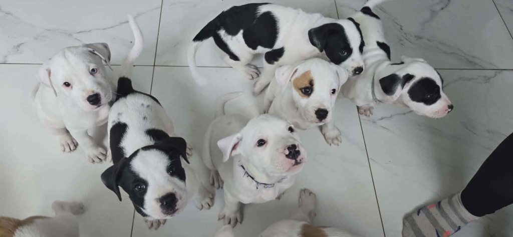 Szczeniaki amstaff Oleksów - zdjęcie 1