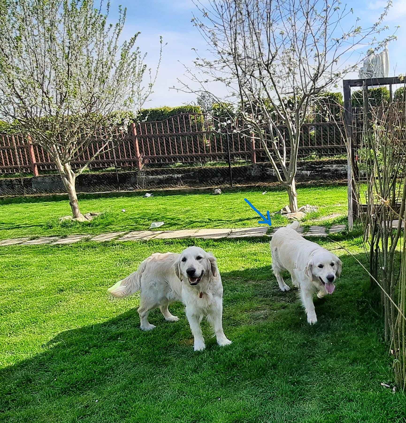 Szczeniaki / psy Golden Retriever Związek Kynologiczny FCI Wadowice - zdjęcie 8