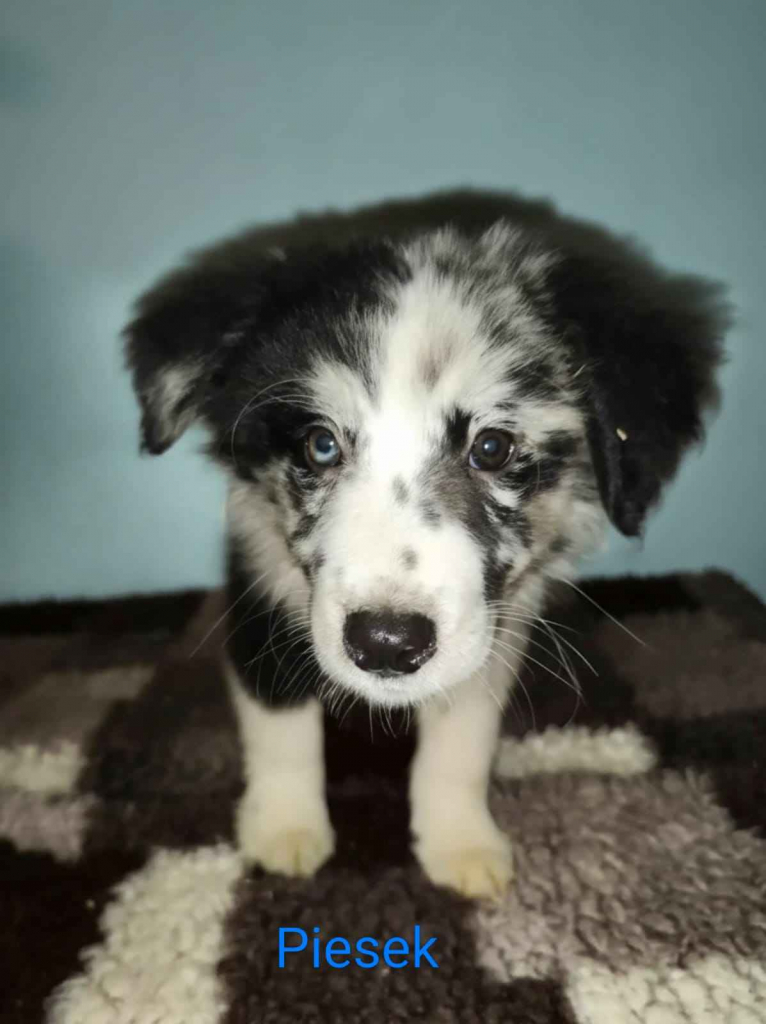Sprzedam pieski rasy Border collie Nowe Miasto nad Pilicą - zdjęcie 4