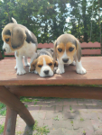 Beagle szczeniaki Busko-Zdrój - zdjęcie 4
