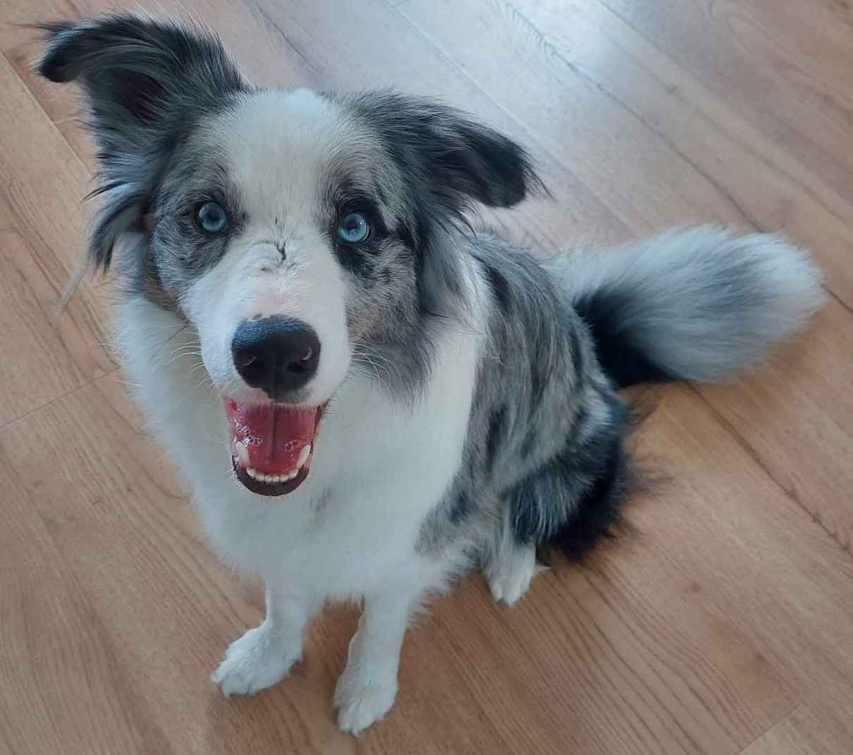 Border Collie / Blue merle / Typ Show / samiec / FCI / ZKwP Lisia Góra - zdjęcie 4