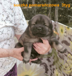 Eurasier - szczeniaki dostepne po 12 września 2025r