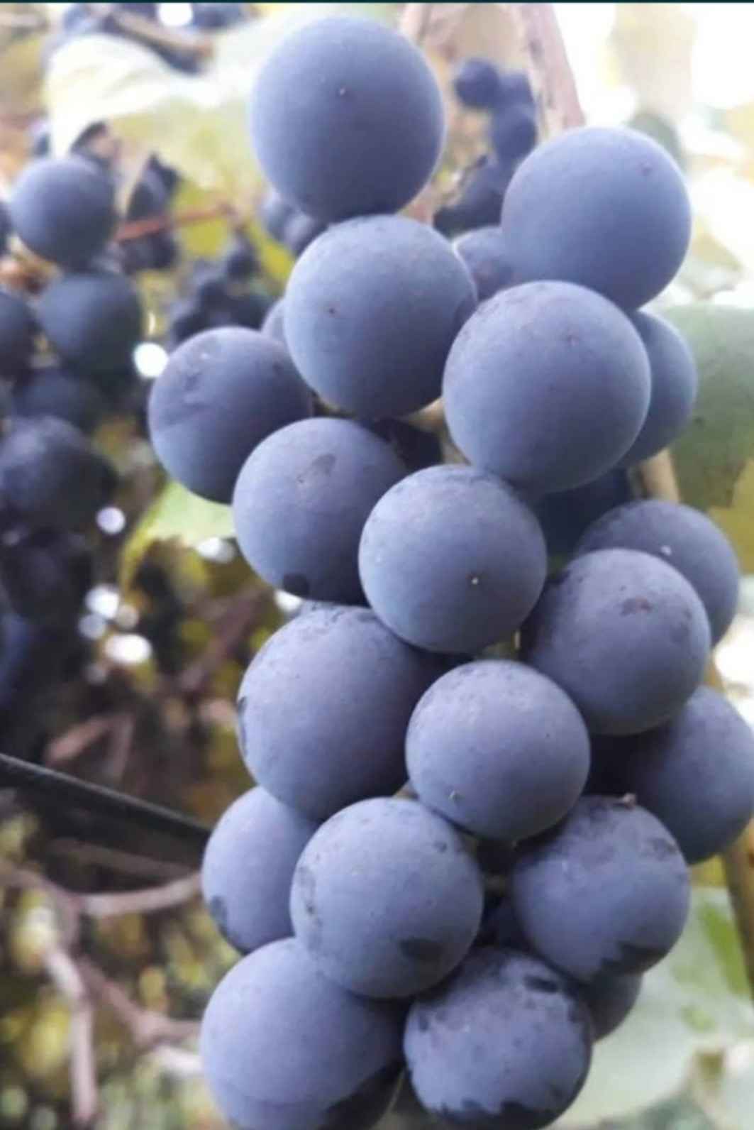 Winogrono ciemne Lutomiersk - zdjęcie 3