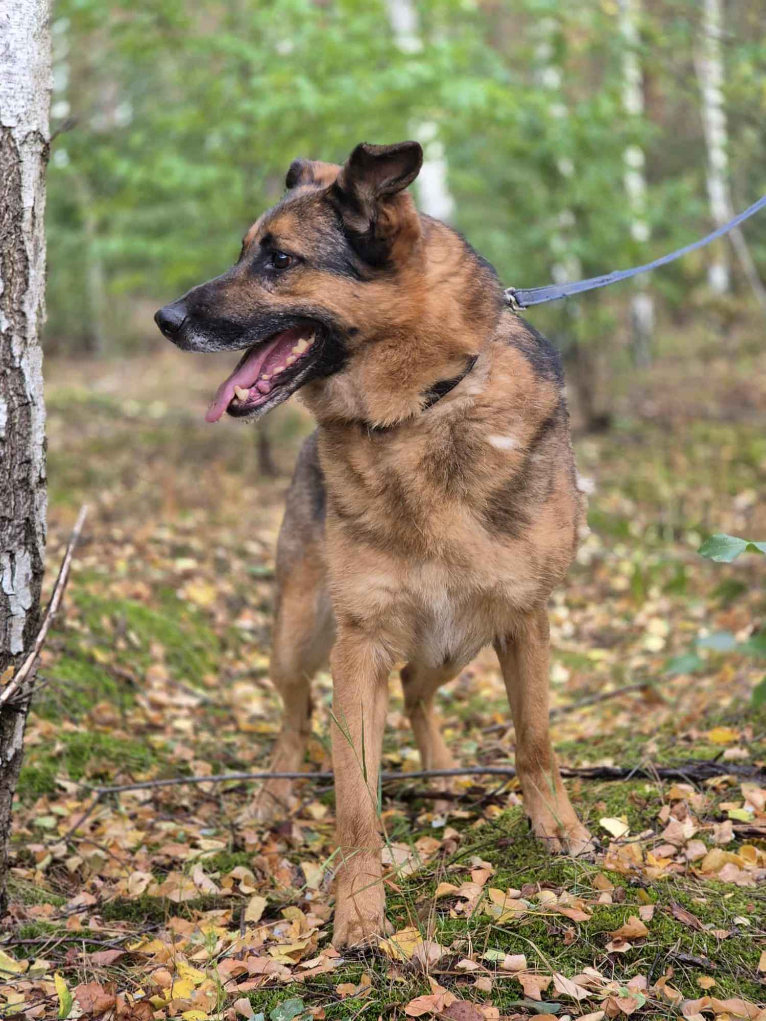 Fantastyczny Lizak - niekonfliktowy, rodzinny psia Olsztyn - zdjęcie 5