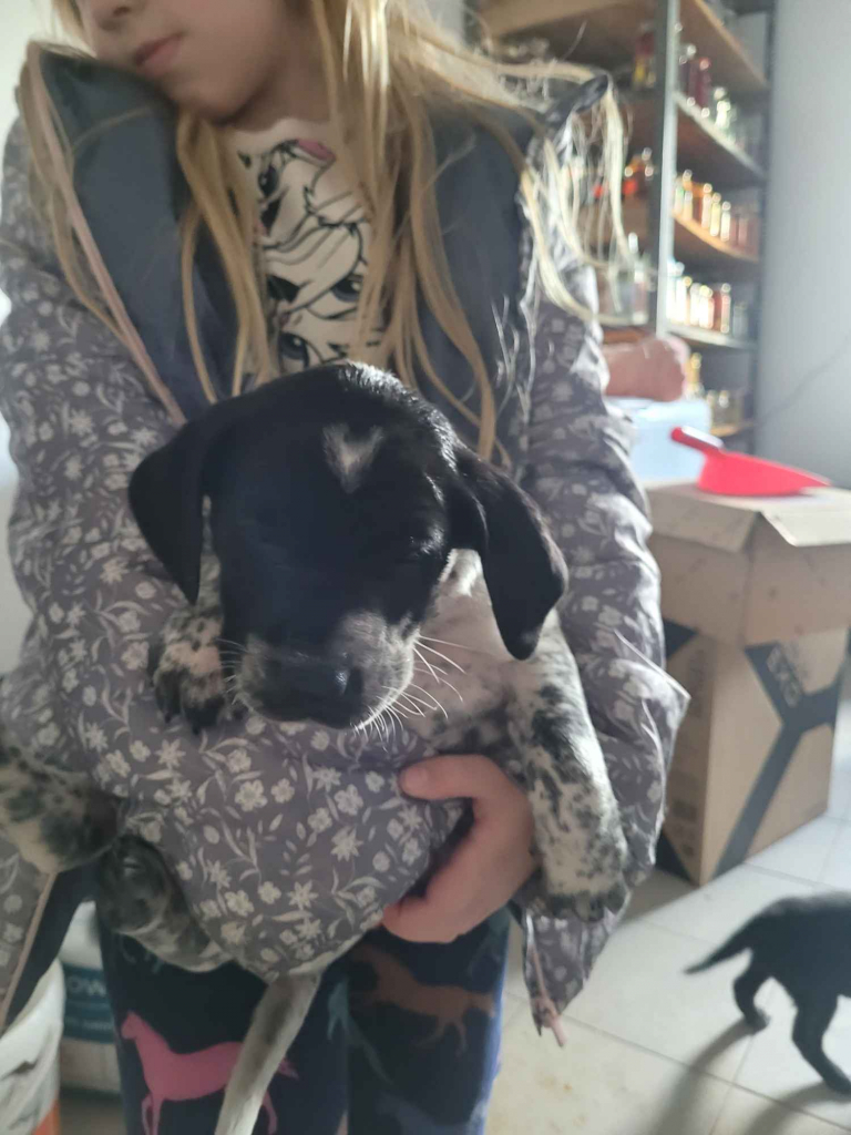 Szczeniaki wyżeł niemiecki Złoczew - zdjęcie 10