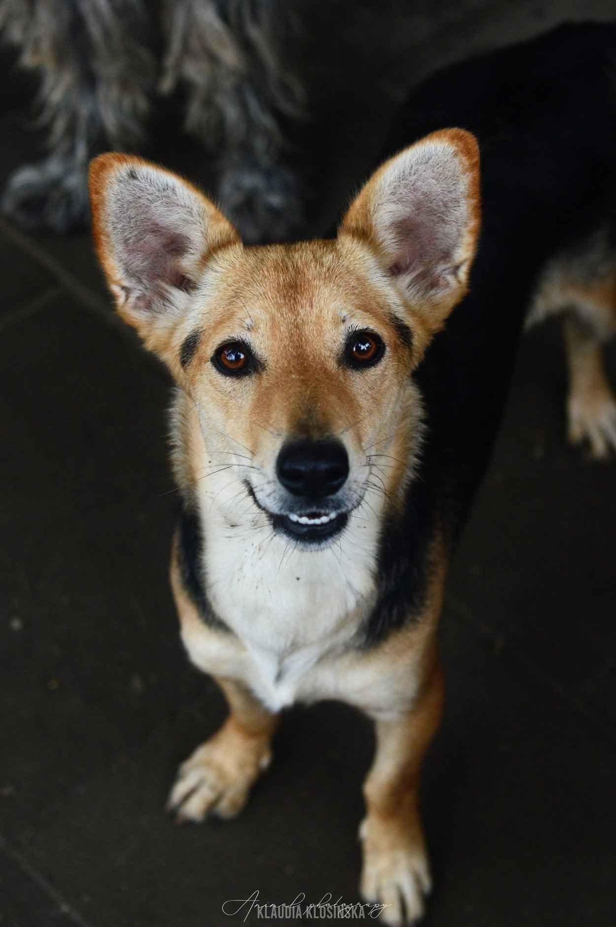 Zuzia - niewielka, delikatna sunia szuka domu! Olsztyn - zdjęcie 1