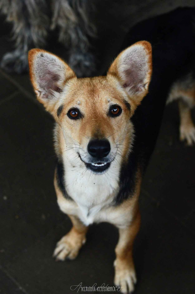 Zuzia - niewielka, delikatna sunia szuka domu! Olsztyn - zdjęcie 1