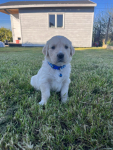 Szczeniaki Golden Retriever Góra - zdjęcie 3