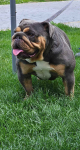 English bulldog Pacanów - zdjęcie 4