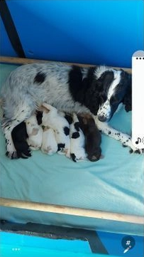 Szczeniaki Cocker Spaniela. Pokaż typ. Bemowo - zdjęcie 1