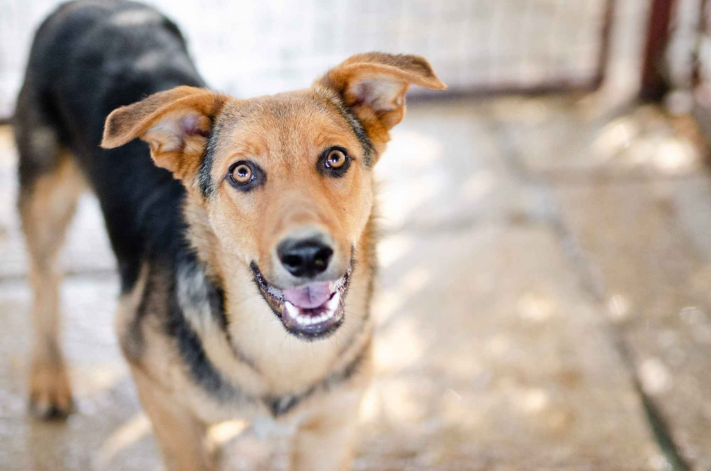 Bobi - młody, przyjazny psiak szuka domu! Olsztyn - zdjęcie 1