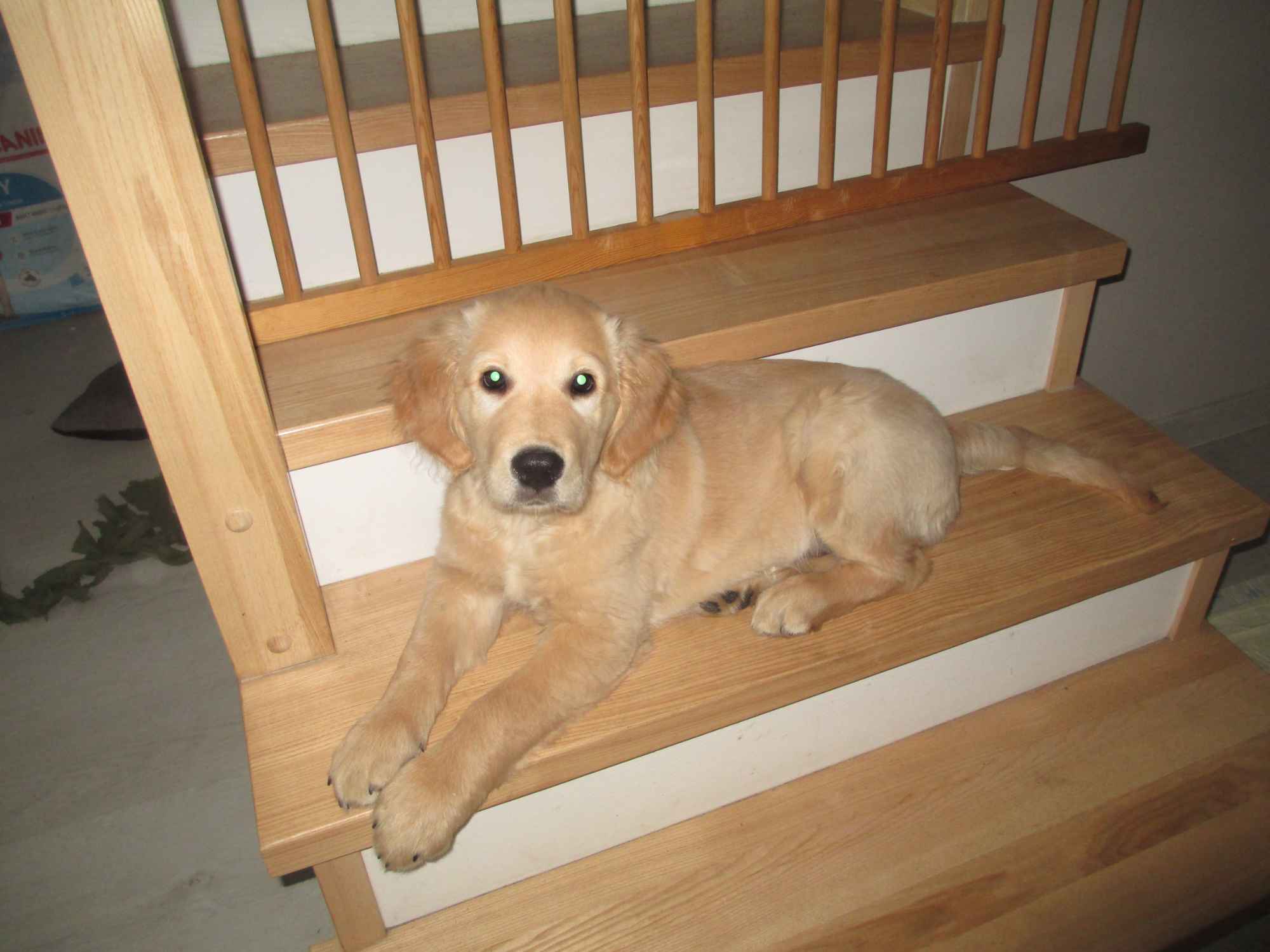 Golden Rretiever szczeniak Stargard - zdjęcie 2