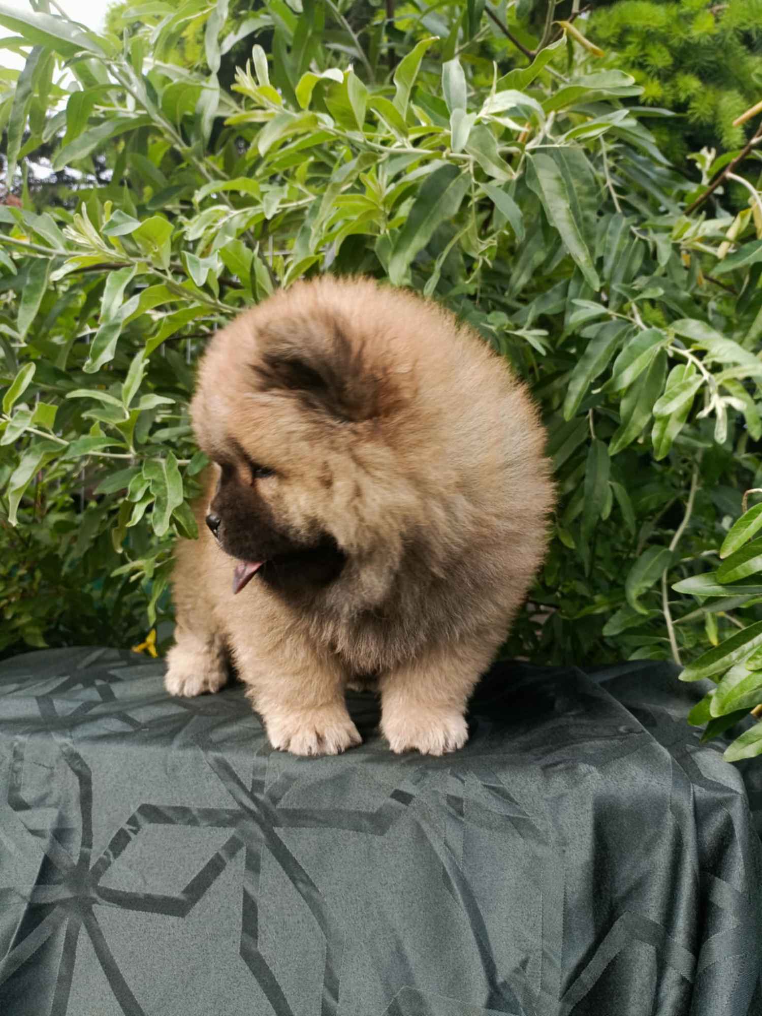 Wzorcowe Chow Chow piękny exterrier rodzice FCI Krapkowice - zdjęcie 4