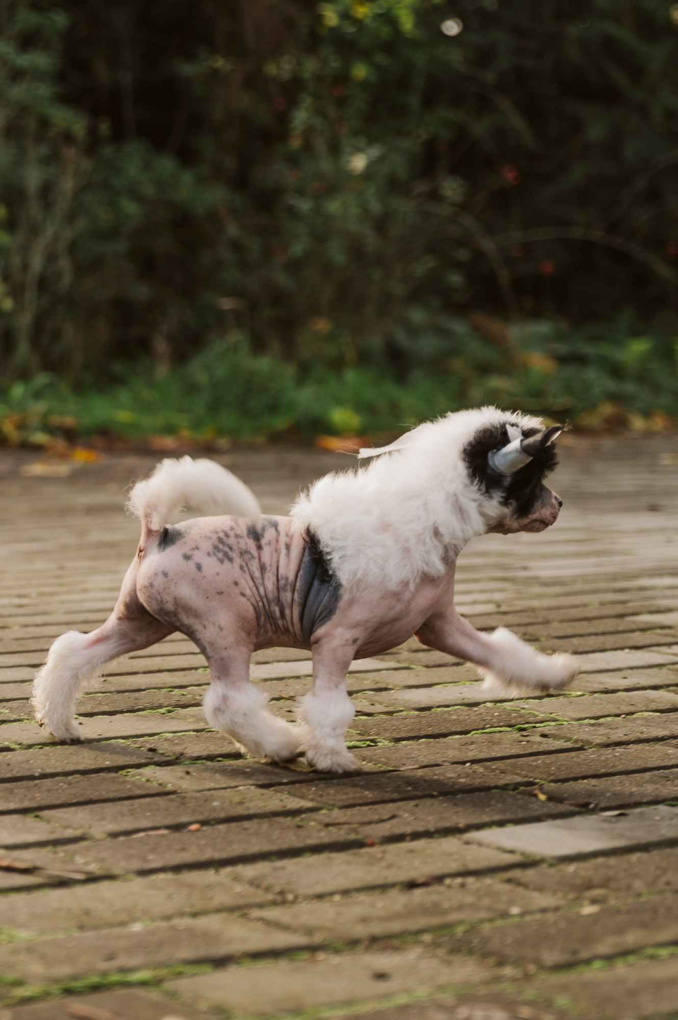 Chiński grzywacz fci Góra - zdjęcie 1