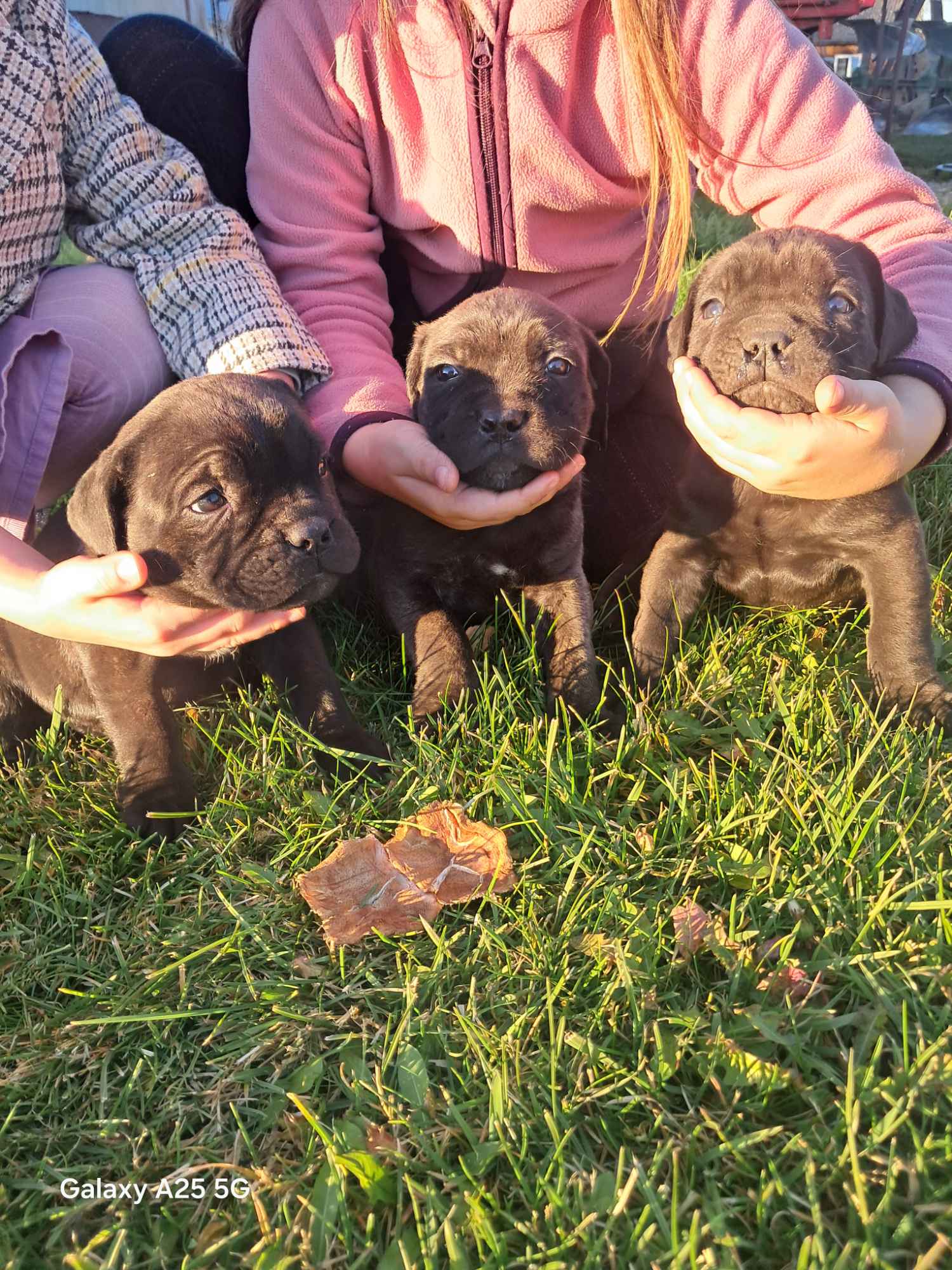 Cane Corso Italiano Jędrzejów - zdjęcie 2