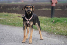 Mały bohater o wielkim sercu czeka na dom! Zorro poleca się do adopcji Łętkowice - zdjęcie 3