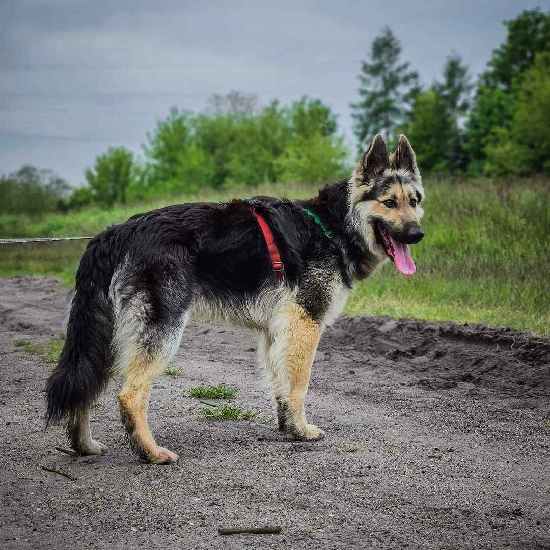 Dostojny Izi bardzo pilnie szuka domu! :) Ochota - zdjęcie 2