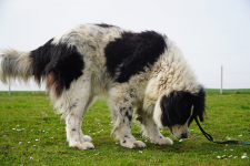 Kacper czeka właśnie na Ciebie! Łętkowice - zdjęcie 3