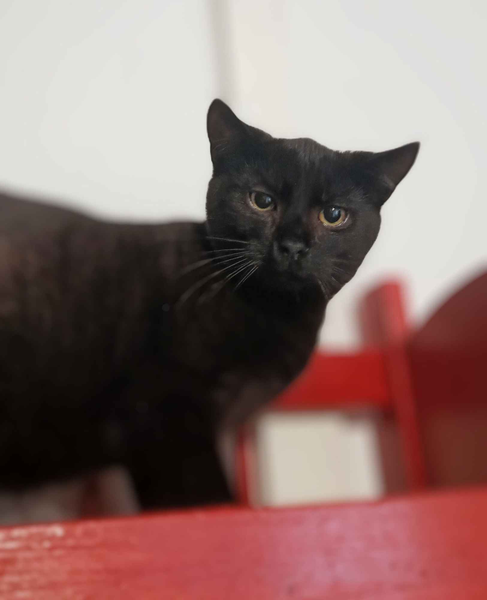 Koks - roczny, cudowny kociak szuka domu! Olsztyn - zdjęcie 1