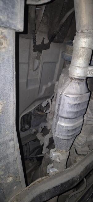 Sprzedam Perzyny - zdjęcie 7