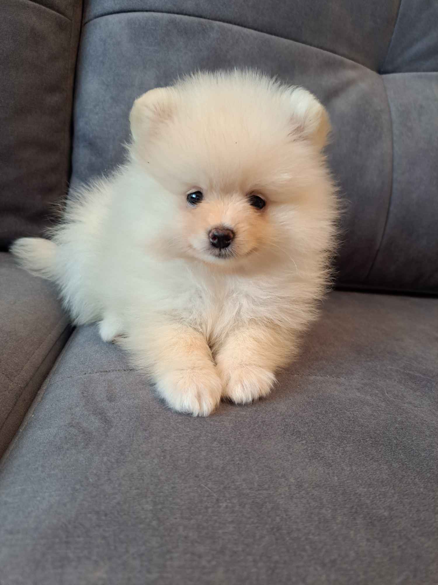 Śliczne szpice miniaturowe pomeranian Zielona Góra - zdjęcie 1