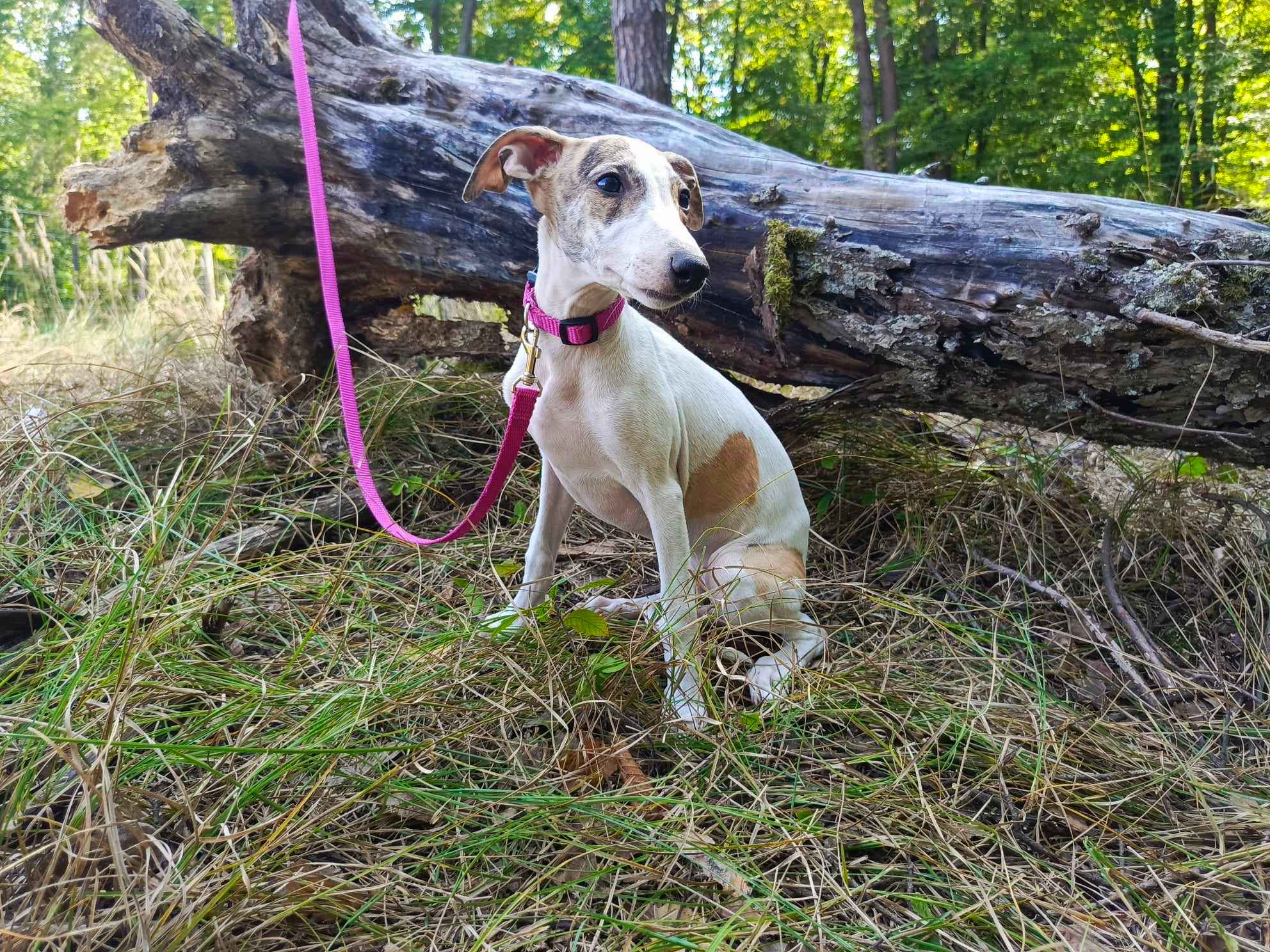 Szczenięta rasy Whippet, gotowe do zmiany domu Nowa Huta - zdjęcie 2