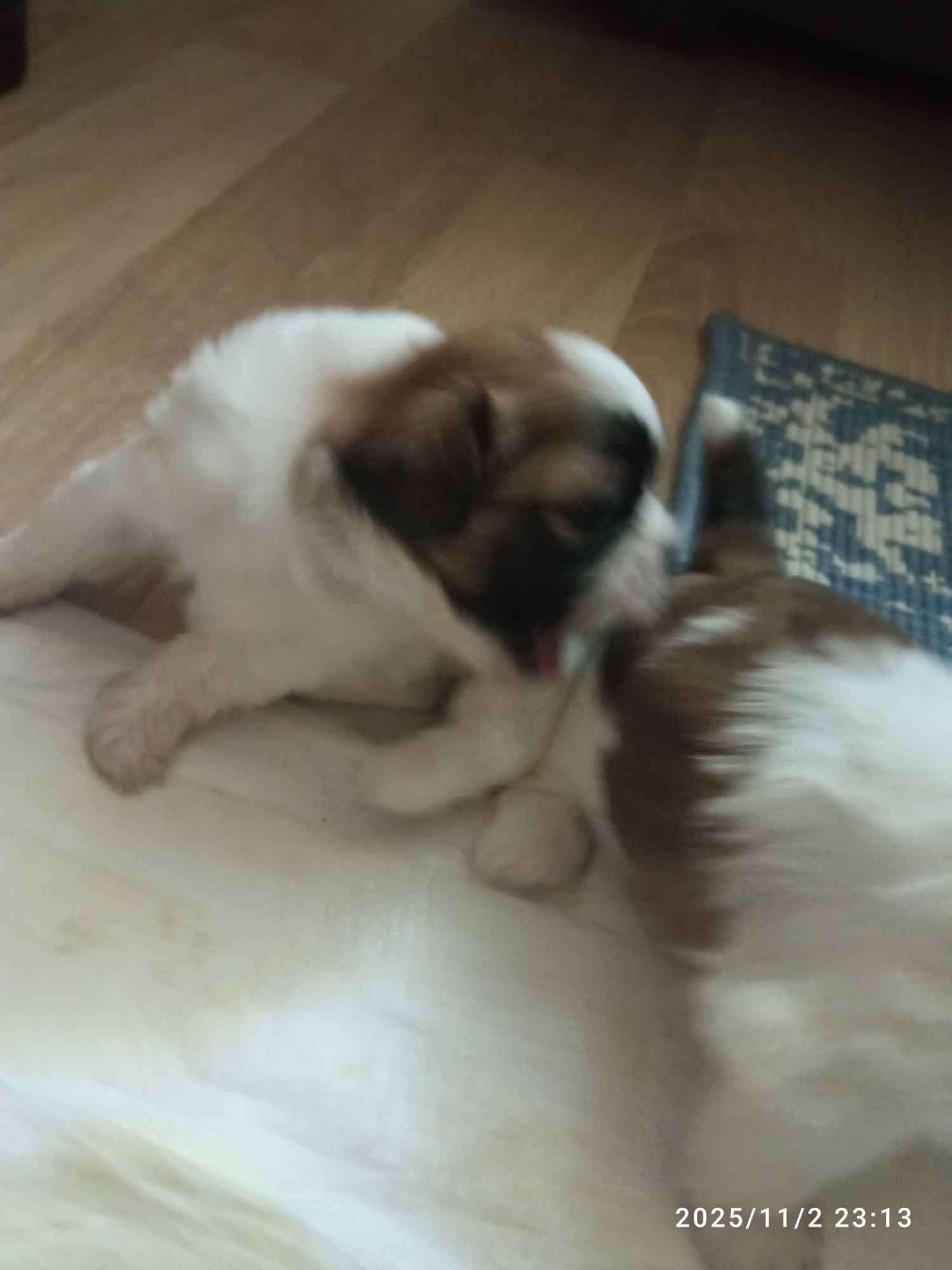 Szczenięta Gdańsk - zdjęcie 2