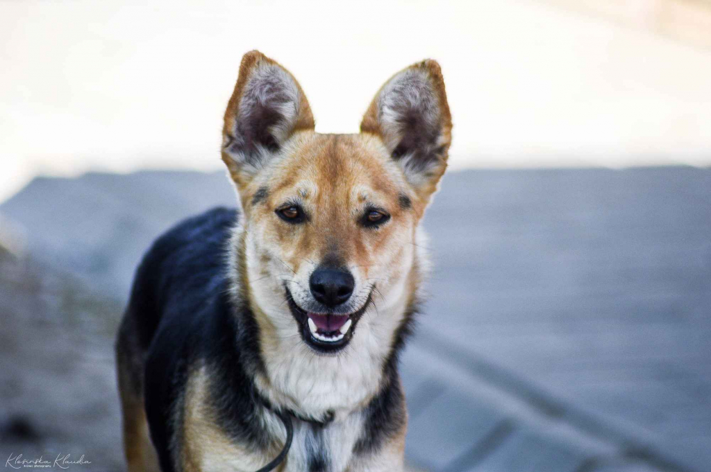 Zuzia - niewielka, delikatna sunia szuka domu! Olsztyn - zdjęcie 7