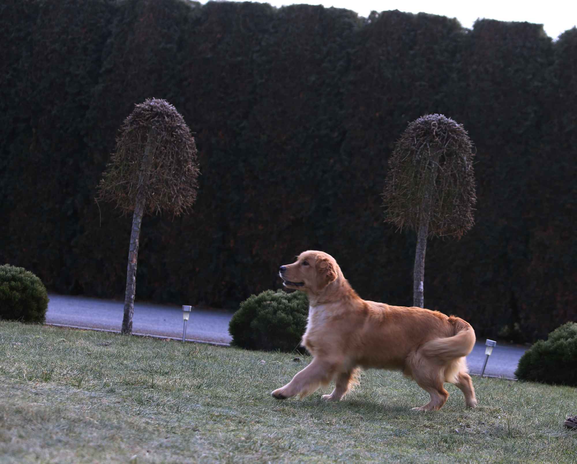 GOLDEN RETRIEVER- typ amerykański, złote szczenięta, ZKwP Psie Pole - zdjęcie 2