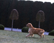 GOLDEN RETRIEVER- typ amerykański, złote szczenięta, ZKwP Psie Pole - zdjęcie 2
