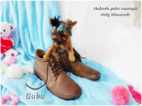 ULTRA Mini XXS! Yorkshire Terrier York 6-mcy malutki chłopczyk Bubu Żary - zdjęcie 6