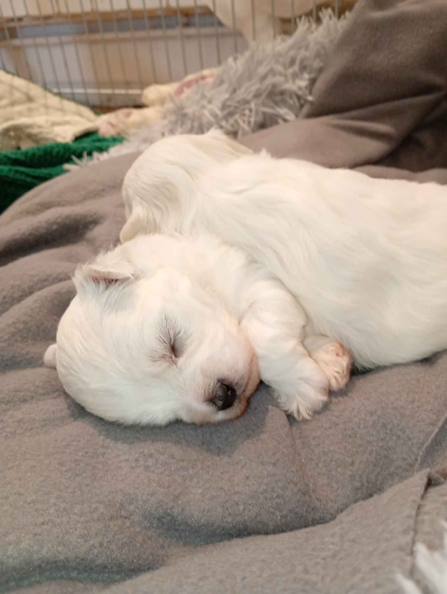 maltanczyk Myślenice - zdjęcie 2