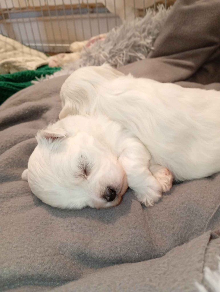 maltanczyk Myślenice - zdjęcie 2